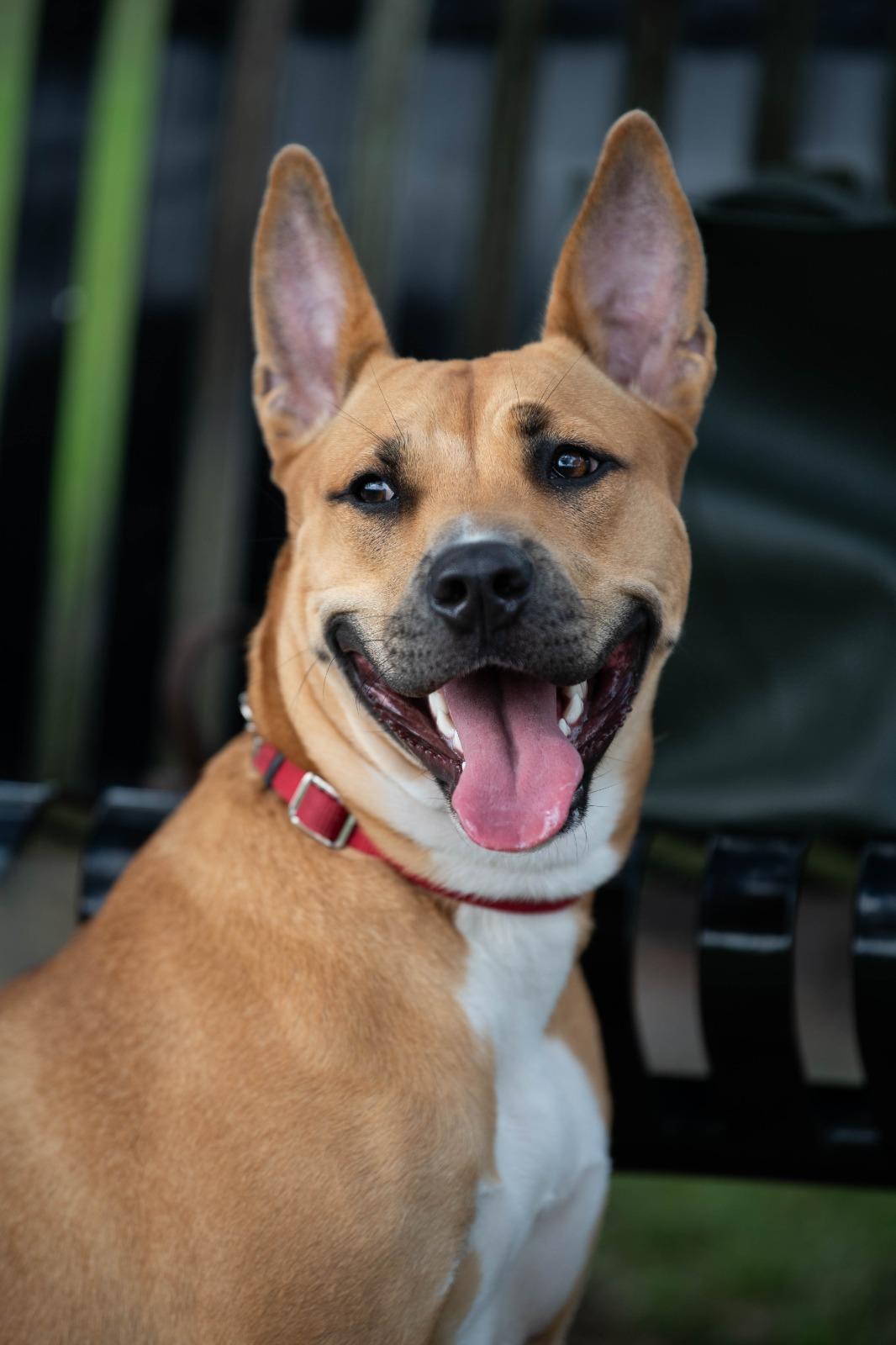 Enlarge Fox, a Adoptable Mixed Breed in Melbourne , FL image 2/4