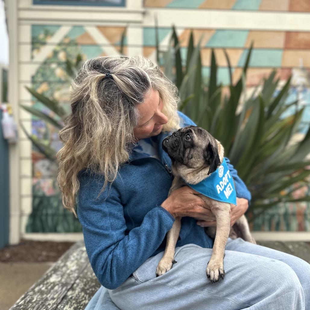 Enlarge Dug, a Adoptable Pug in Pacific Grove, CA image 1/6