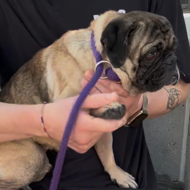 Enlarge Dug, a Adoptable Pug in Pacific Grove, CA image 2/6