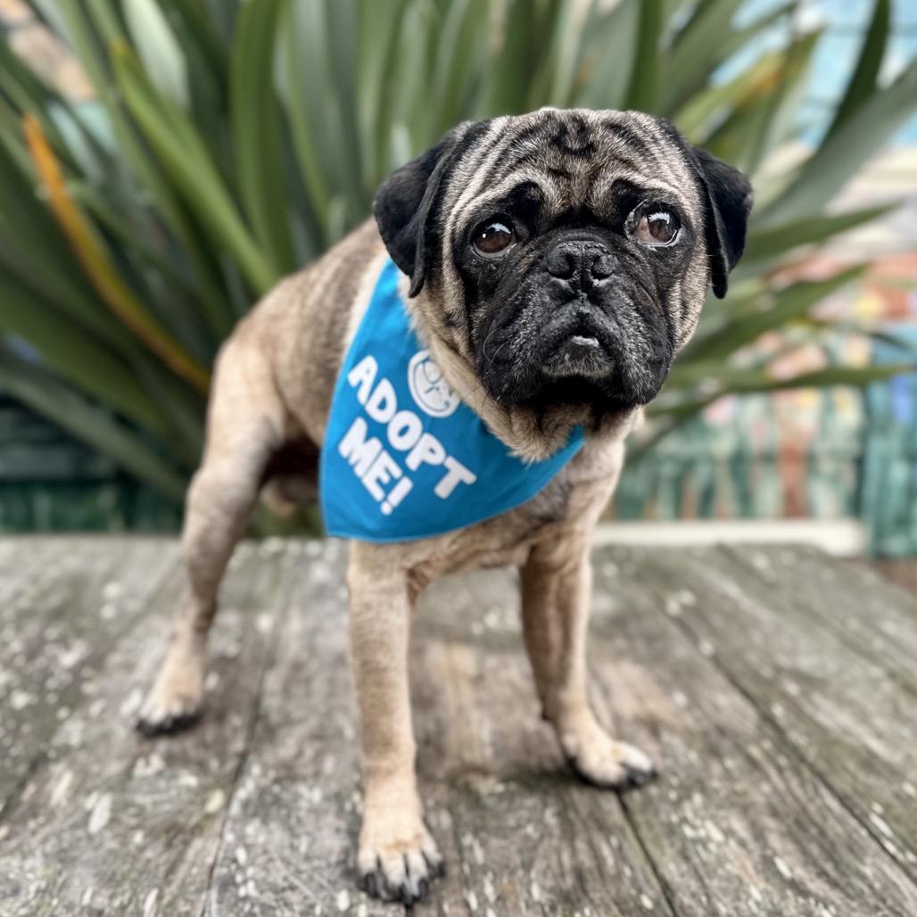 Enlarge Dug, a Adoptable Pug in Pacific Grove, CA image 3/6