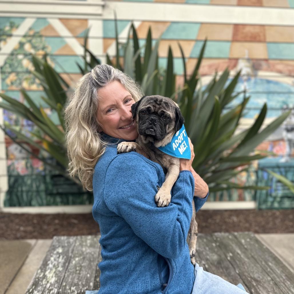 Enlarge Dug, a Adoptable Pug in Pacific Grove, CA image 5/6