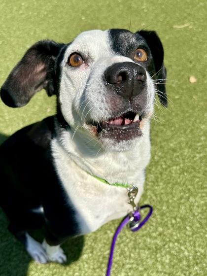 Mel, Adoptable, Senior Female Mixed Breed & Mixed Breed.