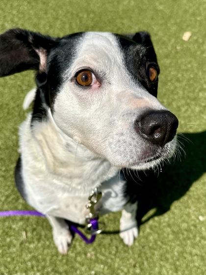 Enlarge Mel, a Adoptable mixed breed in Wichita, KS image 2/3