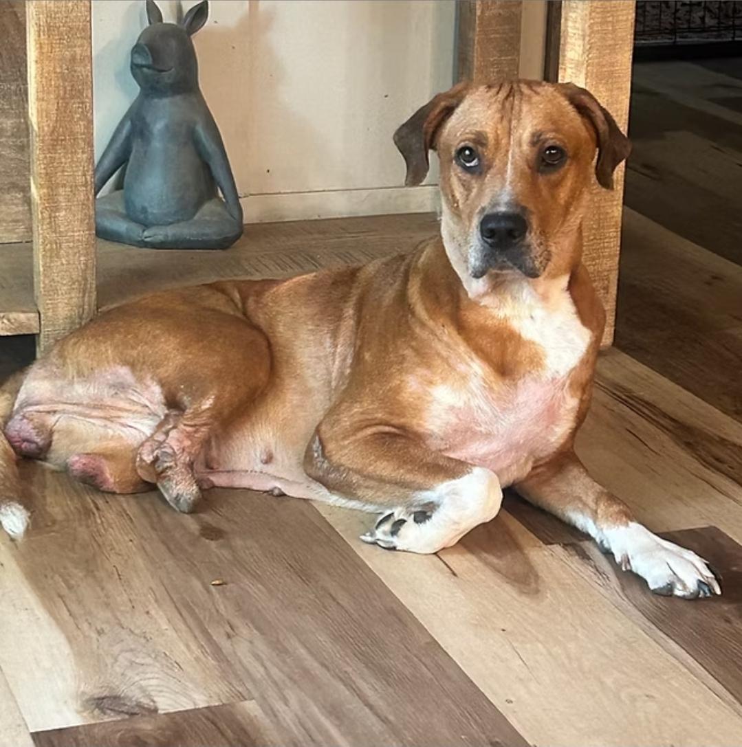 Enlarge Justice, a Adoptable mixed breed in Shinnston, WV image 2/2