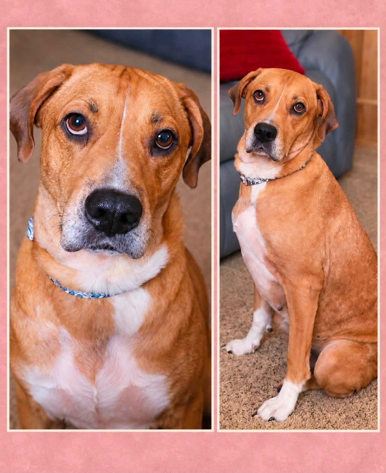 Enlarge Justice, a Adoptable mixed breed in Shinnston, WV image 1/2