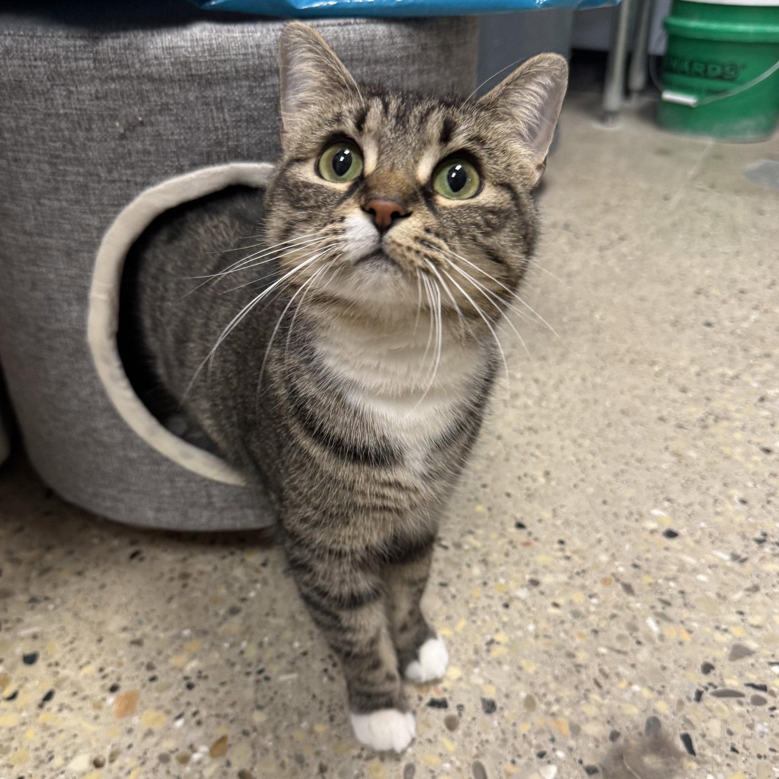 Misty, Adoptable, Adult Female Domestic Short Hair.
