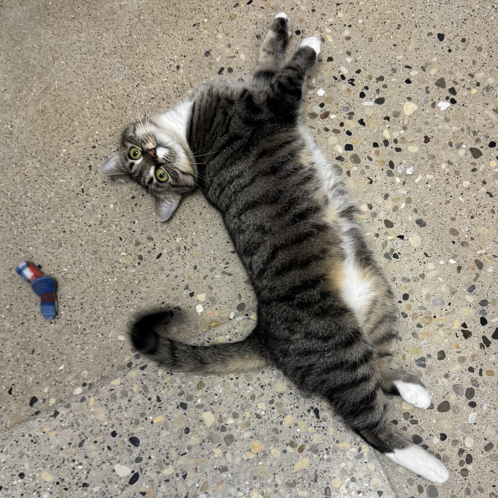 Enlarge Misty, a Adoptable Domestic Short Hair in Hanover Park, IL image 2/3