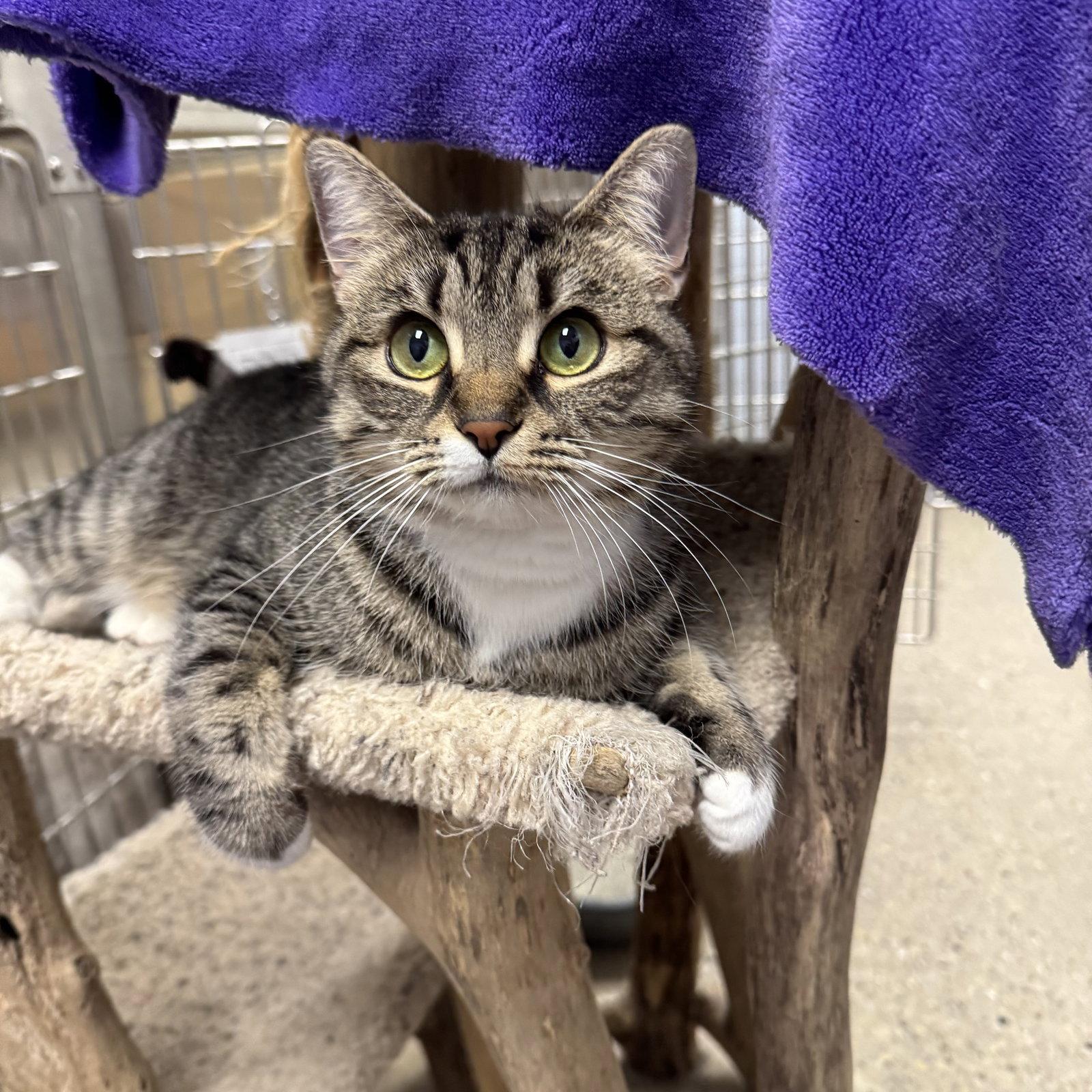 Enlarge Misty, a Adoptable Domestic Short Hair in Hanover Park, IL image 3/3