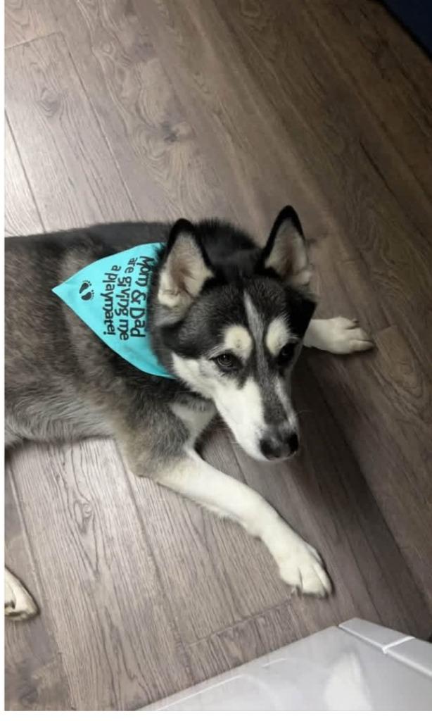Enlarge Leo, a Adoptable Siberian Husky in South Bend, IN image 1/1