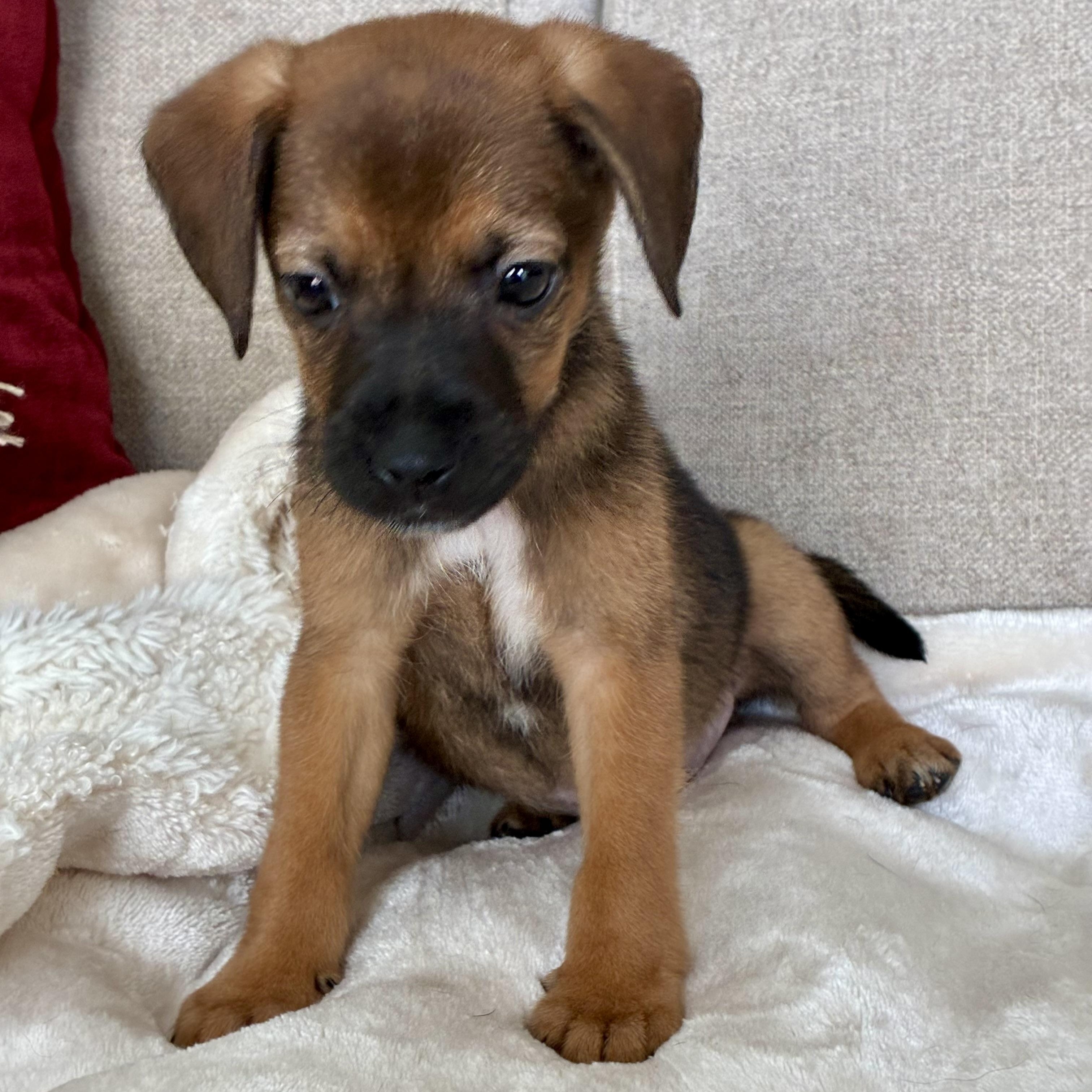 Enlarge Cumin, a Adoptable mixed breed in Rock Hill, SC image 3/6