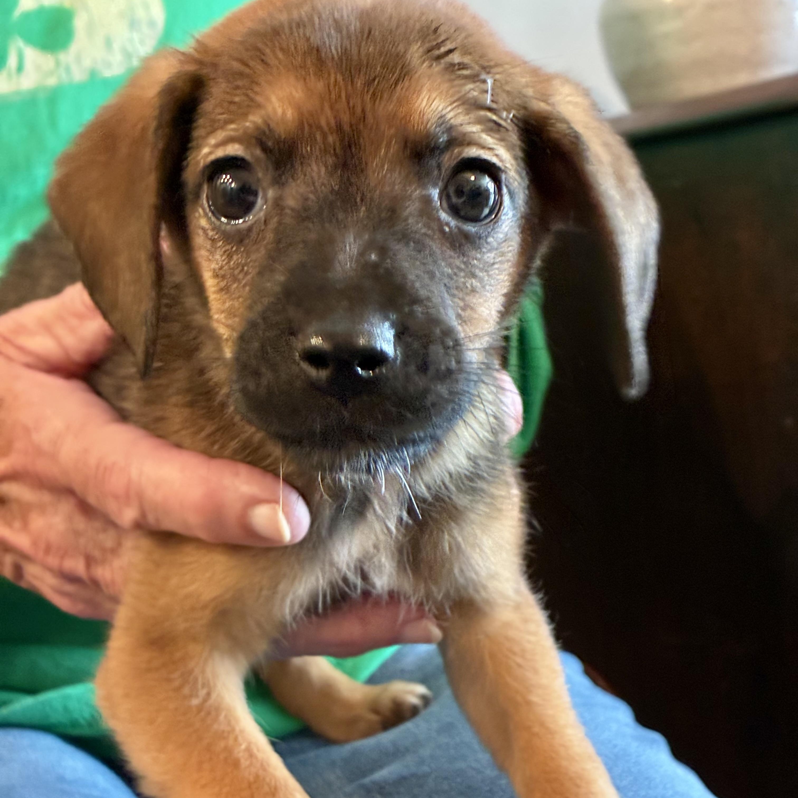 Enlarge Cumin, a Adoptable mixed breed in Rock Hill, SC image 6/6