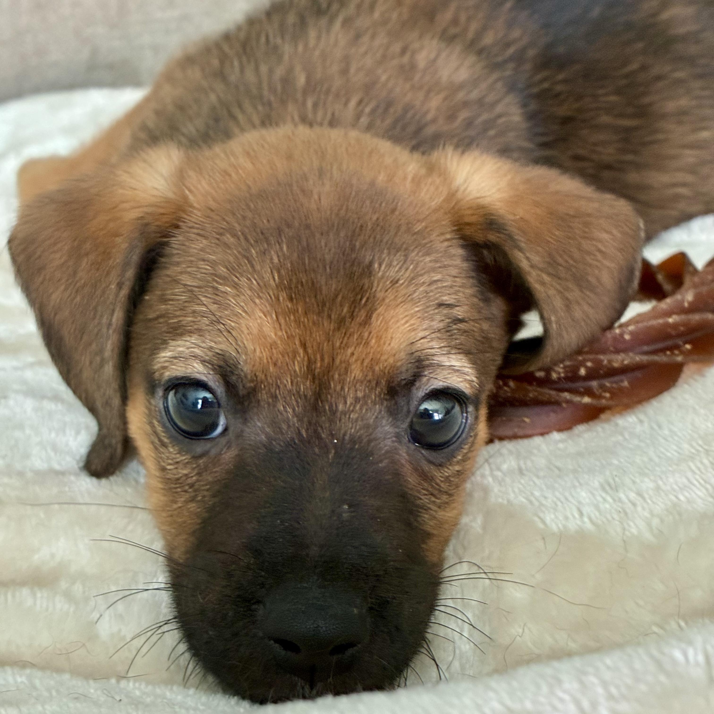 Enlarge Cumin, a Adoptable mixed breed in Rock Hill, SC image 2/6