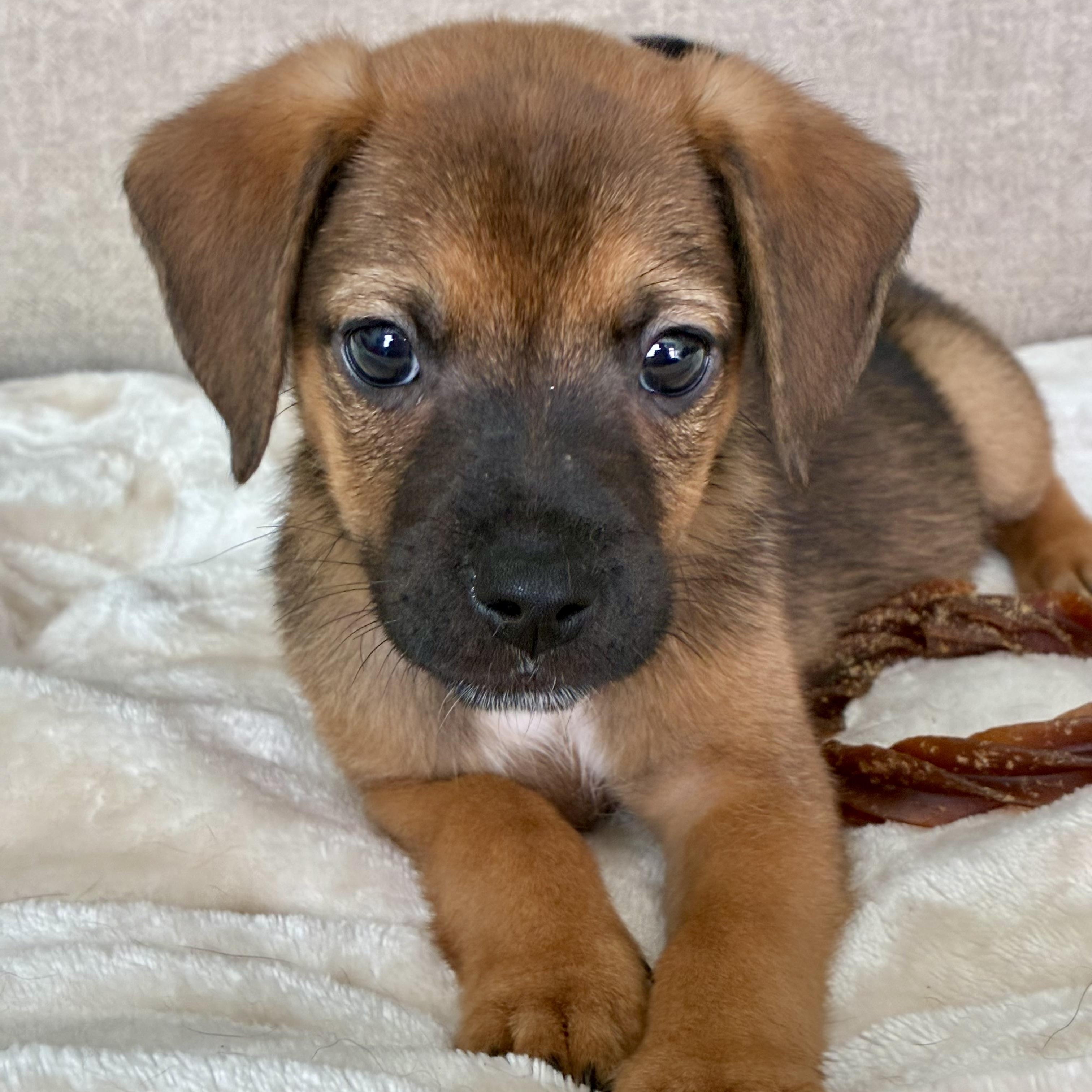 Cumin, Adoptable, Puppy Male Labrador Retriever & Mixed Breed.