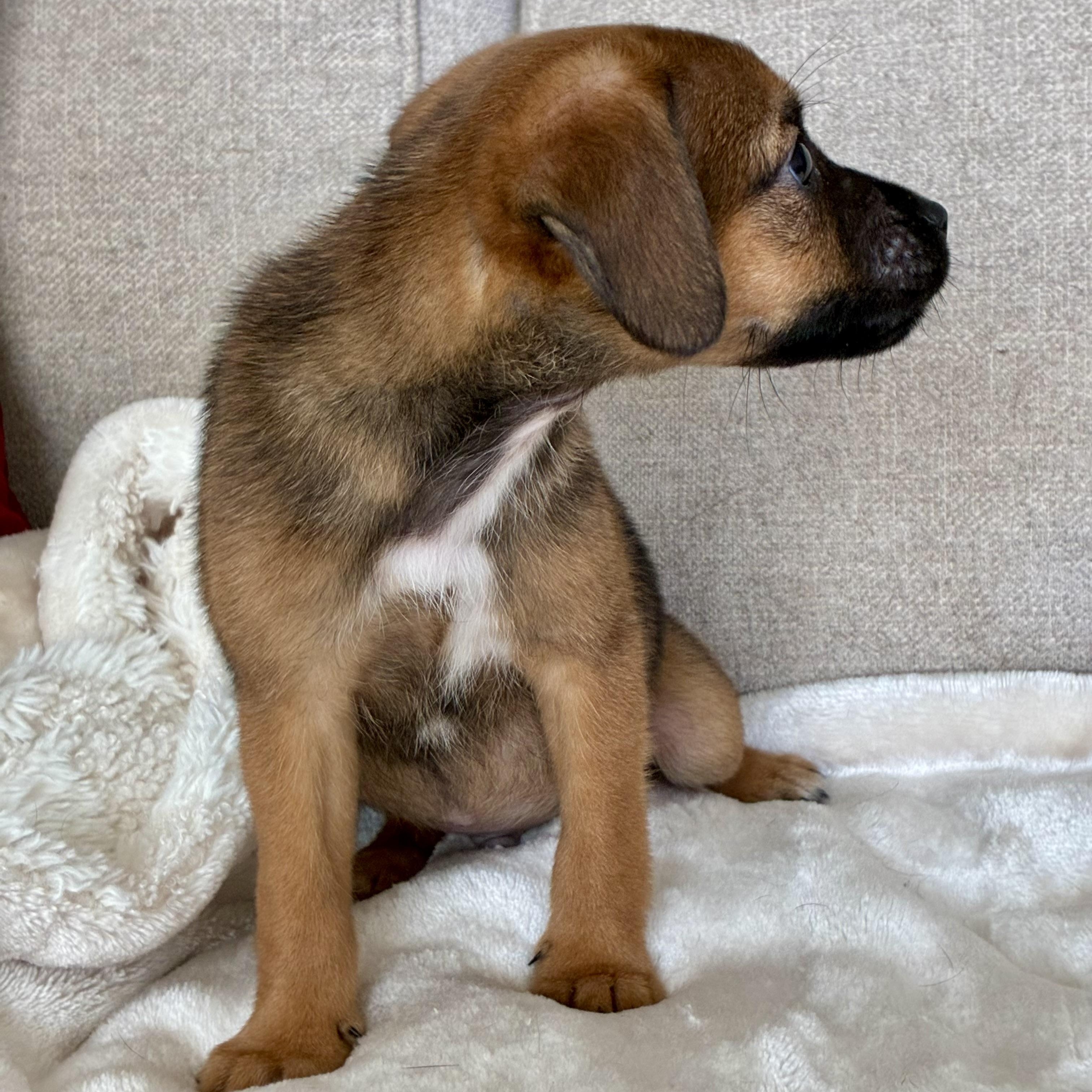 Enlarge Cumin, a Adoptable mixed breed in Rock Hill, SC image 5/6
