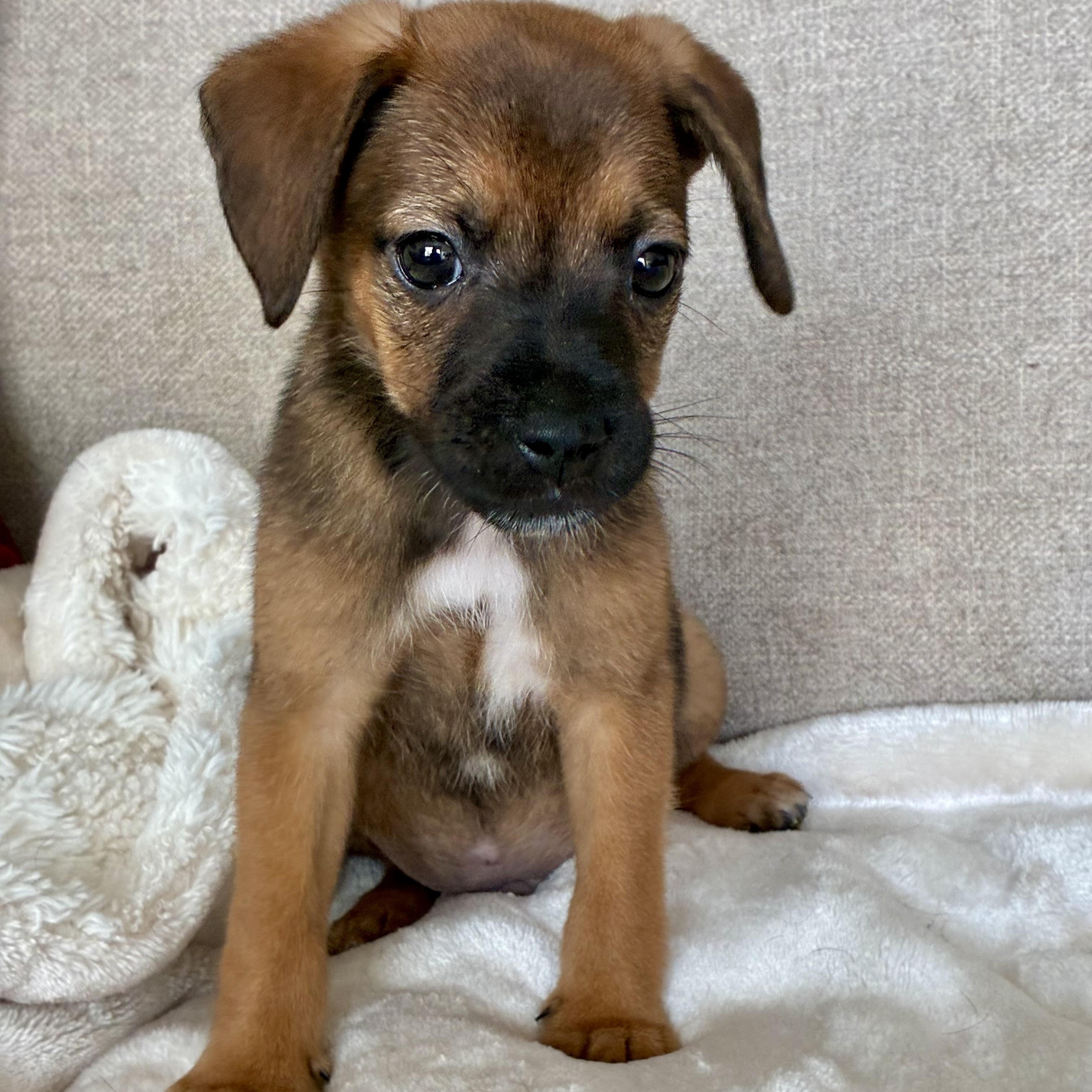 Enlarge Cumin, a Adoptable mixed breed in Rock Hill, SC image 4/6