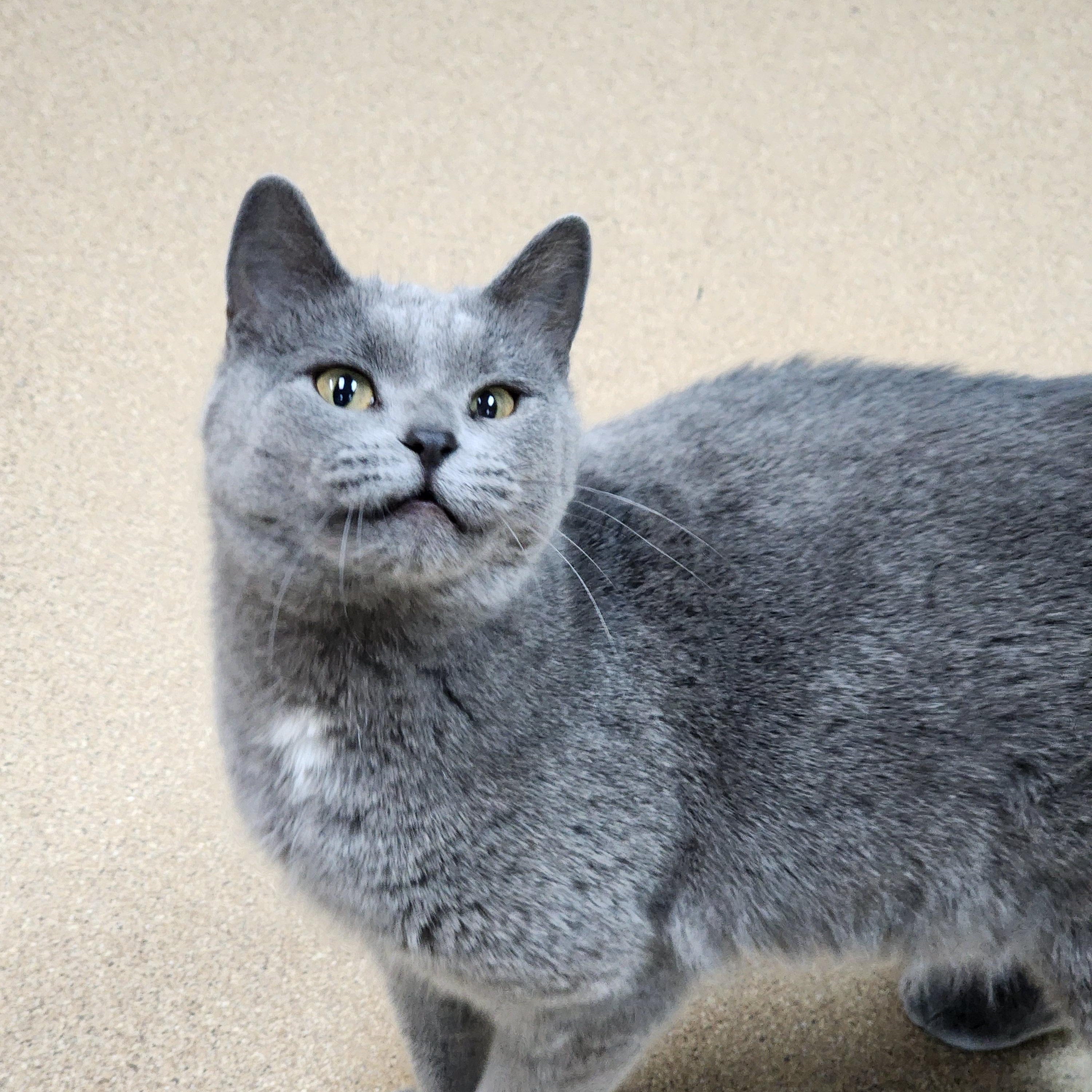 Karlene, Adoptable, Adult Female Domestic Short Hair.