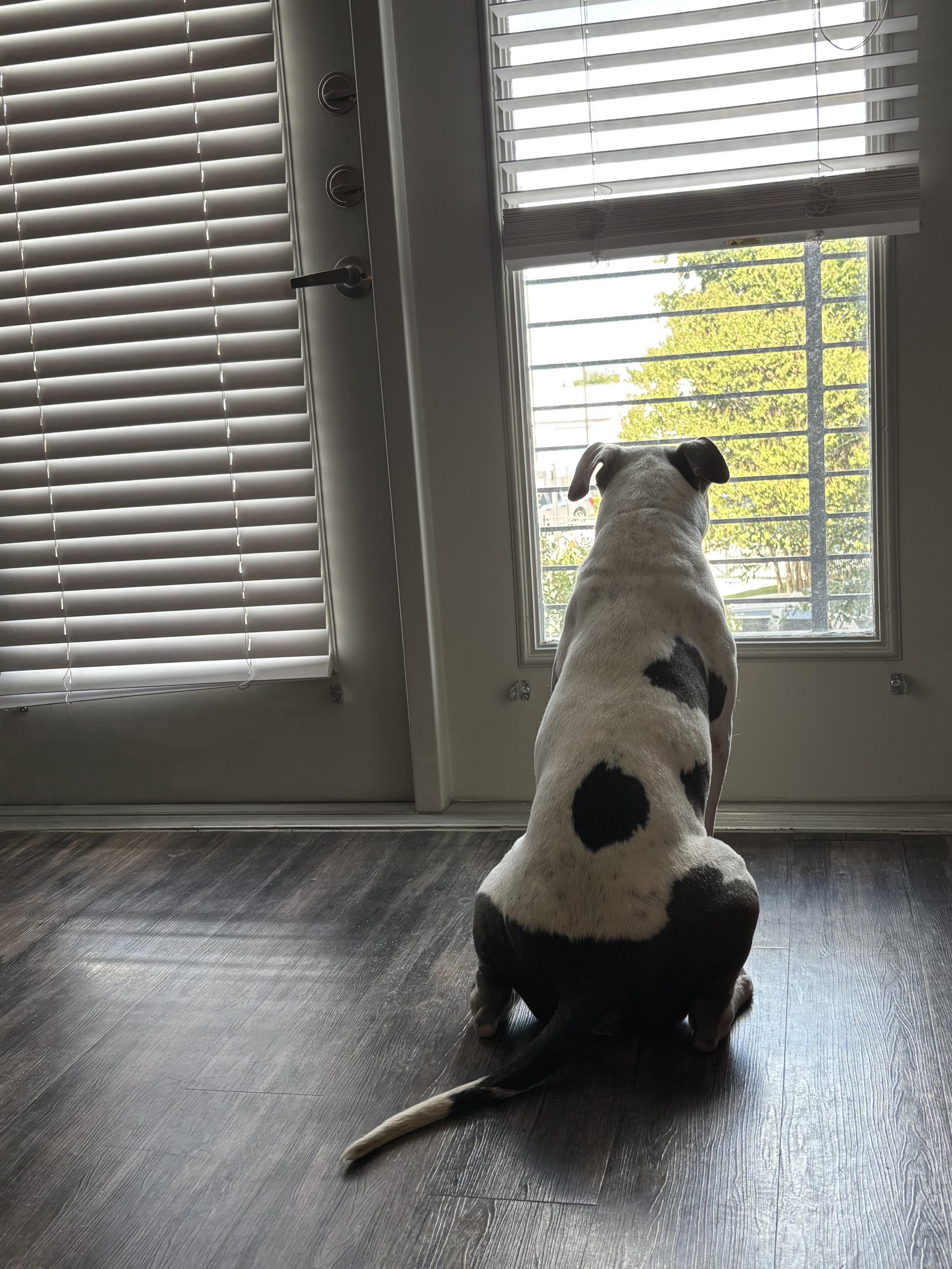 Enlarge Nine, a Adoptable American Staffordshire Terrier in Ennis, TX image 4/5