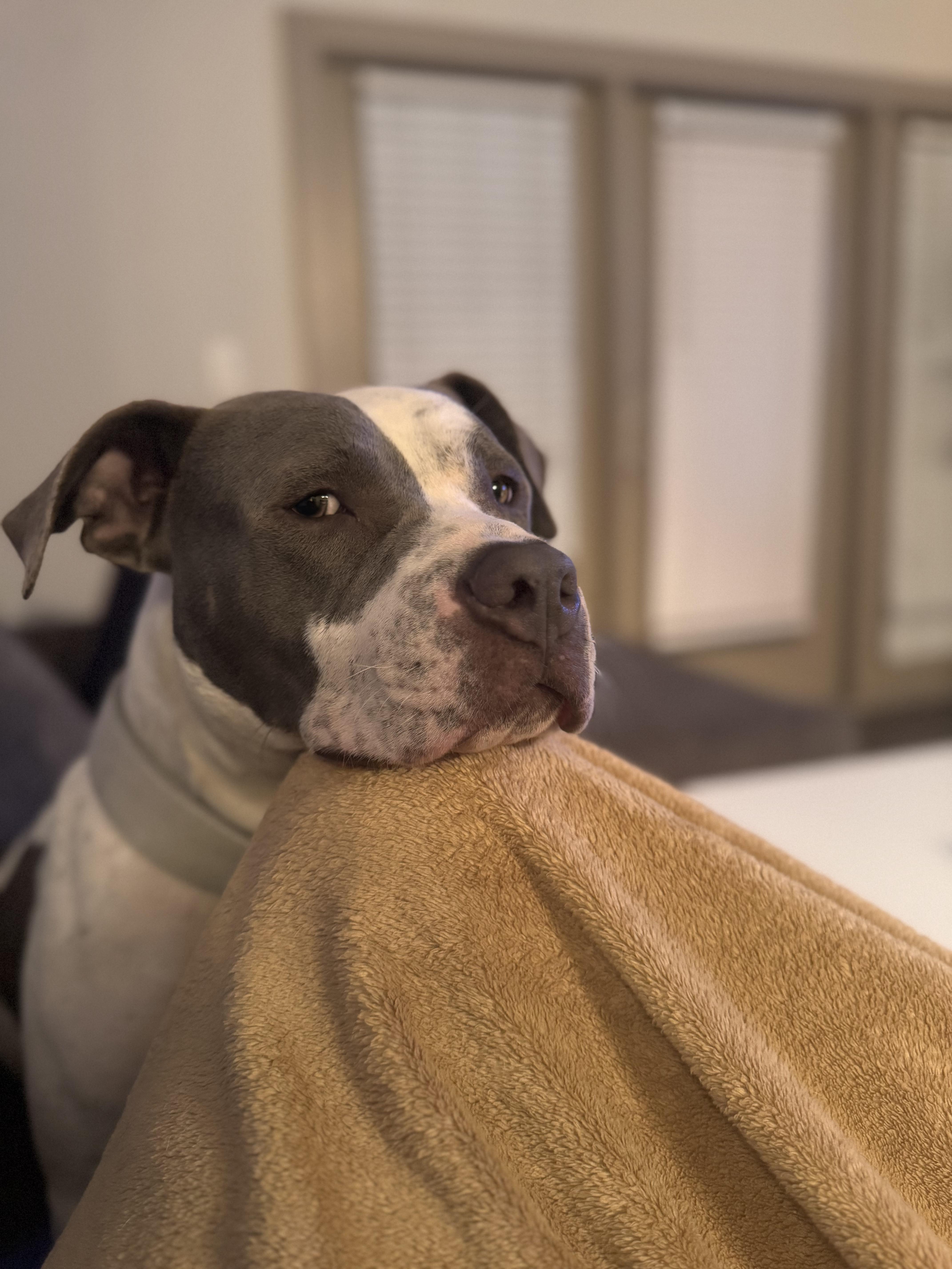 Enlarge Nine, a Adoptable American Staffordshire Terrier in Ennis, TX image 3/5