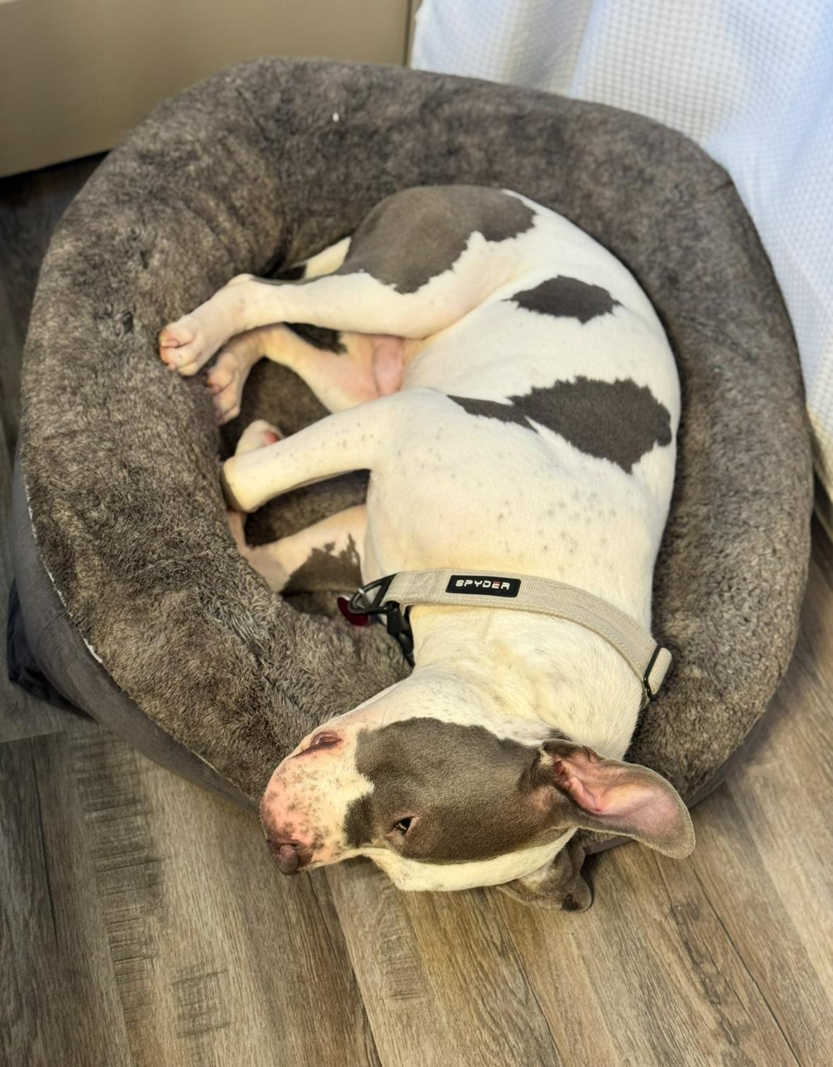 Enlarge Nine, a Adoptable American Staffordshire Terrier in Ennis, TX image 2/5