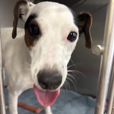 Enlarge Mo, an adopted mixed breed in Allegan, MI image 1/1