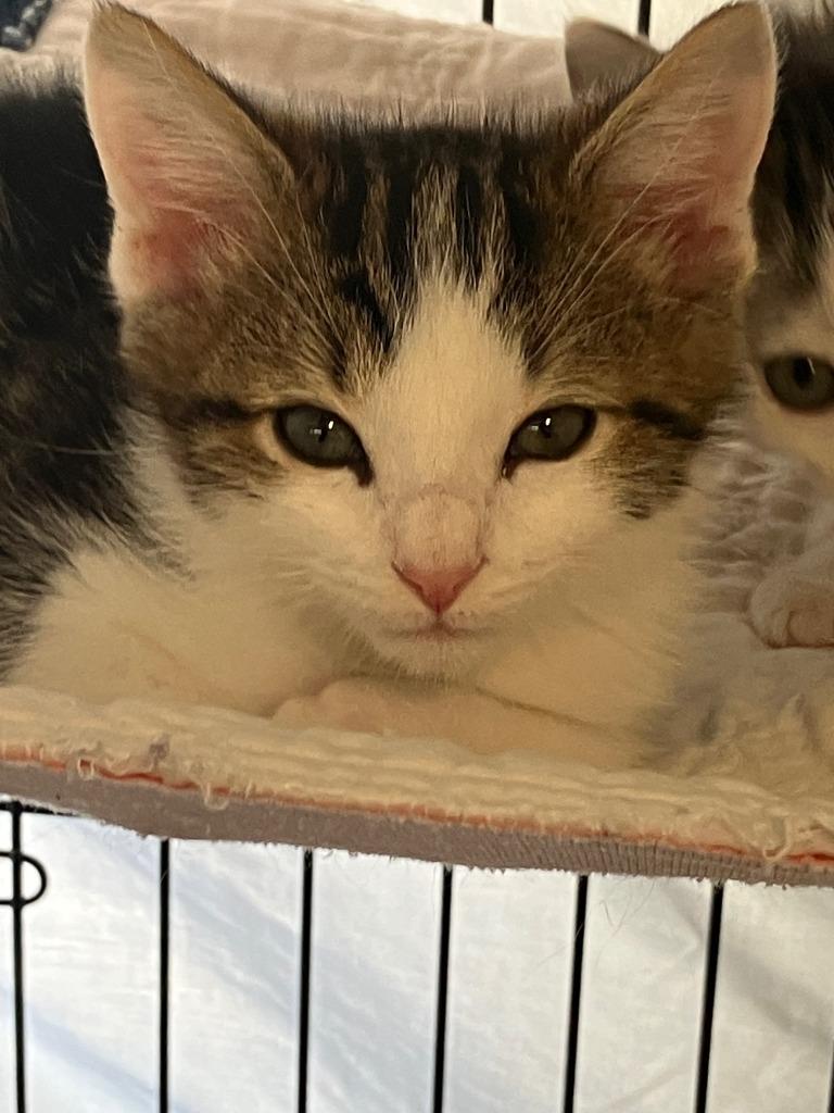Enzo, Adoptable, Kitten Male Domestic Short Hair.