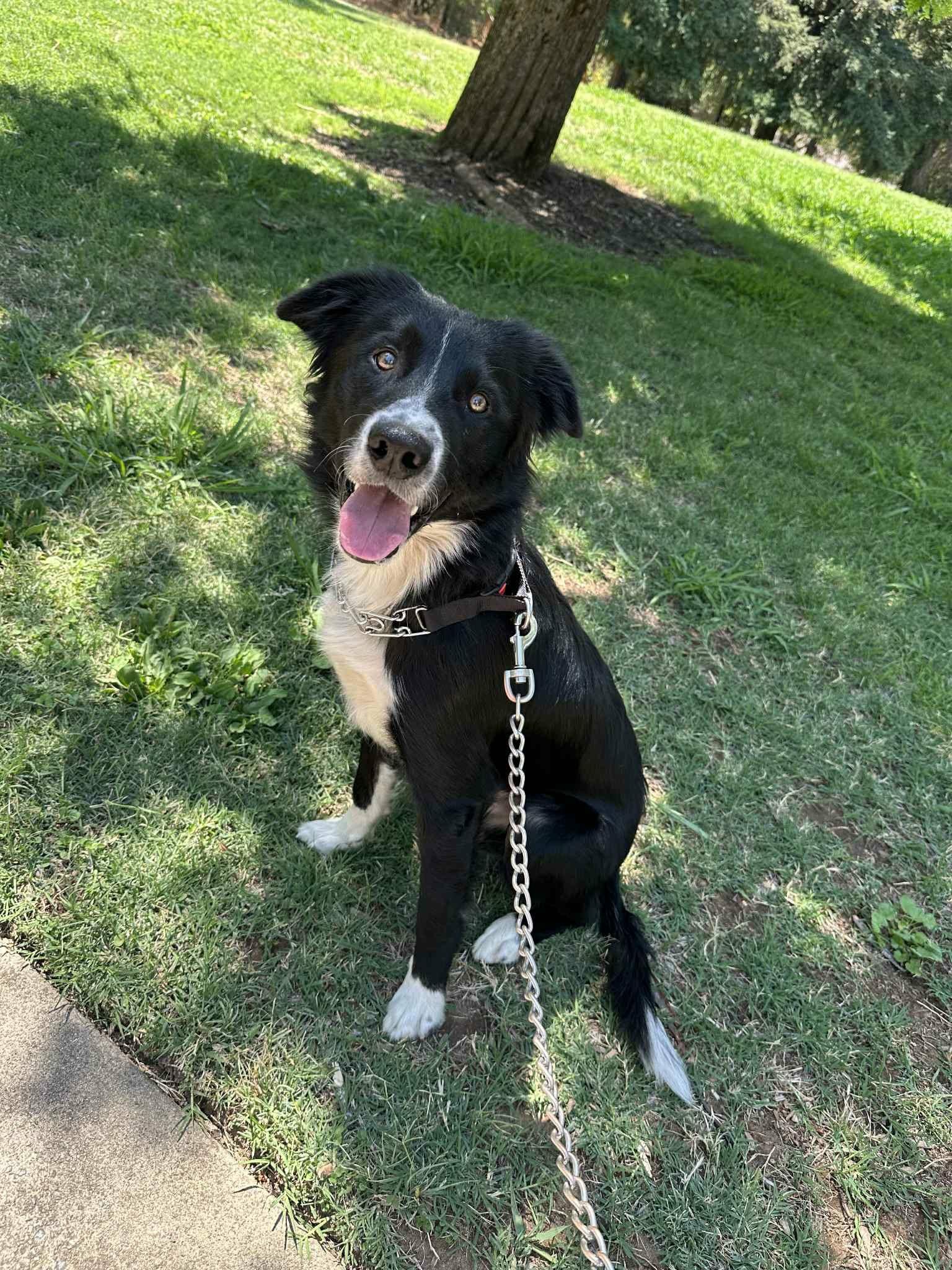 Bruno, Adoptable, Young Male Border Collie.