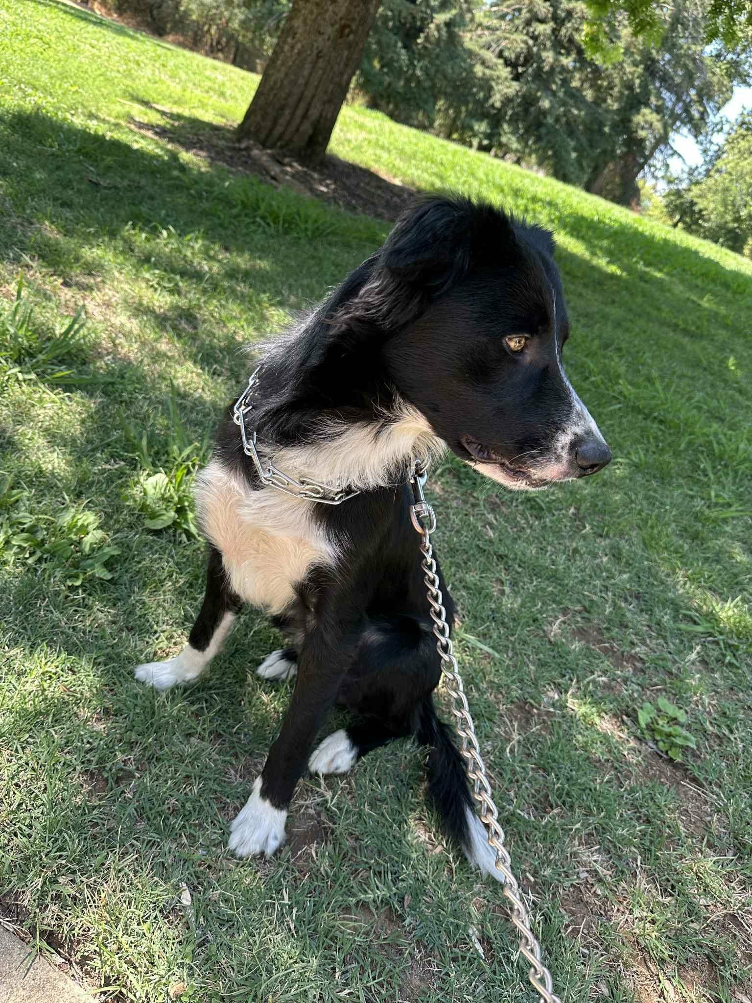 Enlarge Bruno, a Adoptable Border Collie in Rio Linda, CA image 2/6