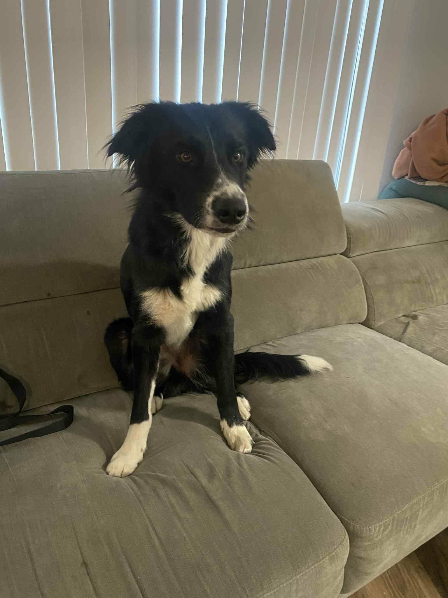Enlarge Bruno, a Adoptable Border Collie in Rio Linda, CA image 5/6