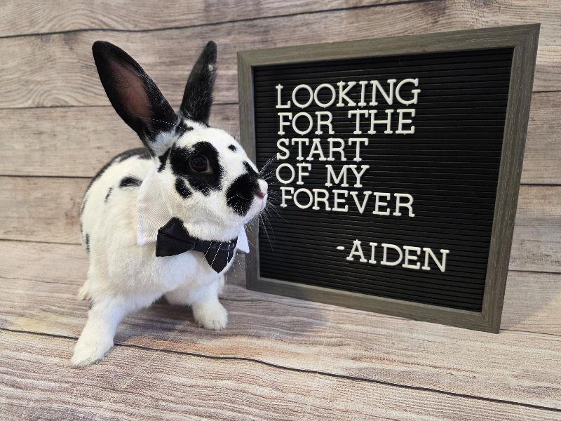 Enlarge Aiden, a Adoptable English Spot in Columbus, OH image 1/1