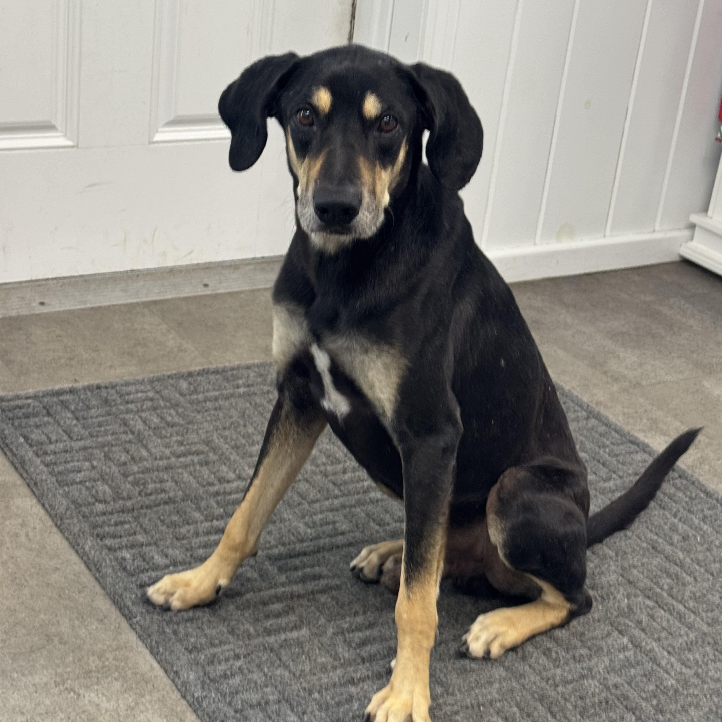 Enlarge Koda, a Adoptable mixed breed in Methuen, MA image 2/4