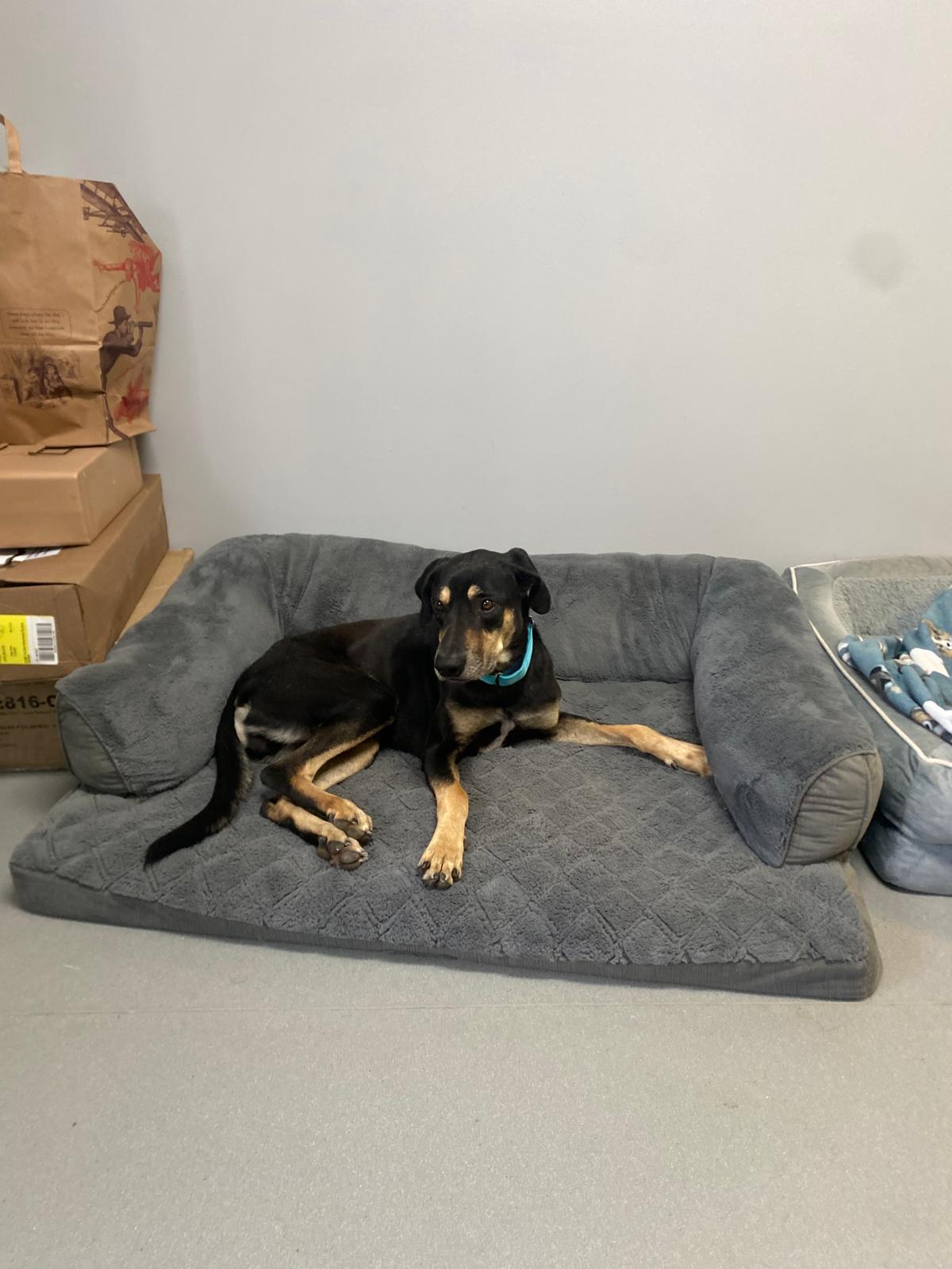 Enlarge Koda, a Adoptable mixed breed in Methuen, MA image 3/4