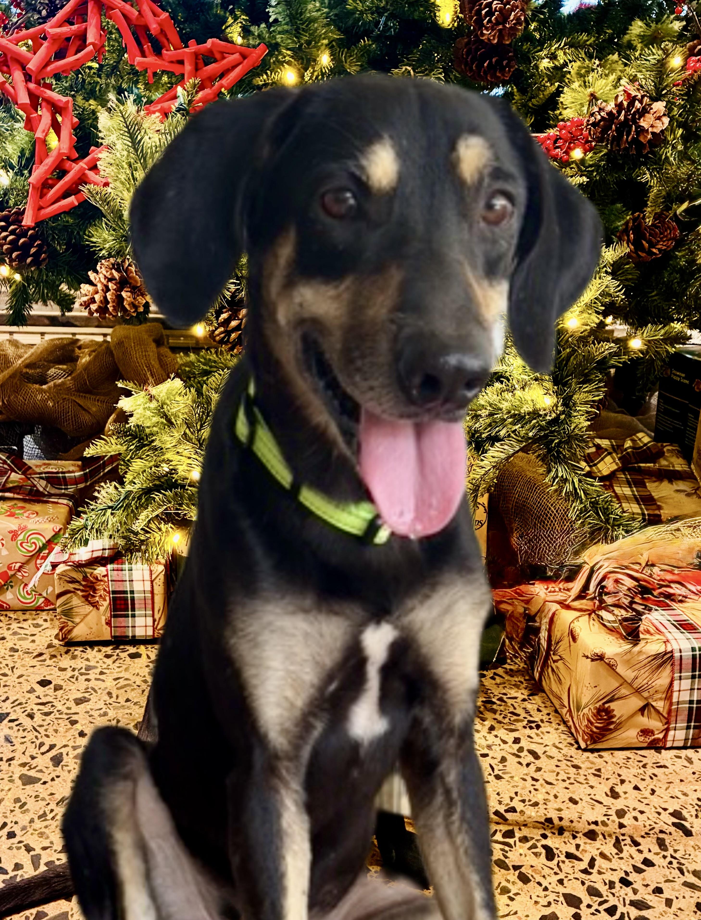 Enlarge Koda, a Adoptable mixed breed in Methuen, MA image 1/4