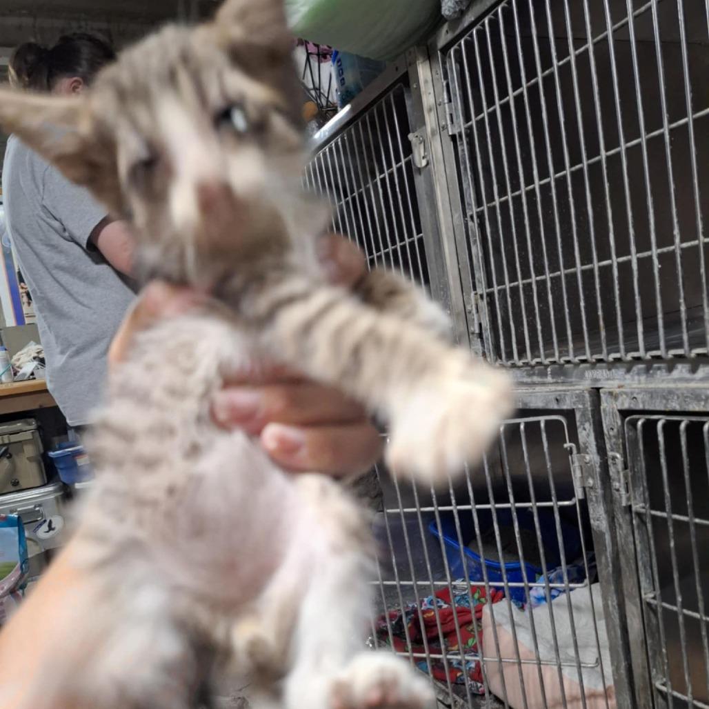 Enlarge Nico, a Adoptable Domestic Short Hair in Sioux Falls, SD image 1/2