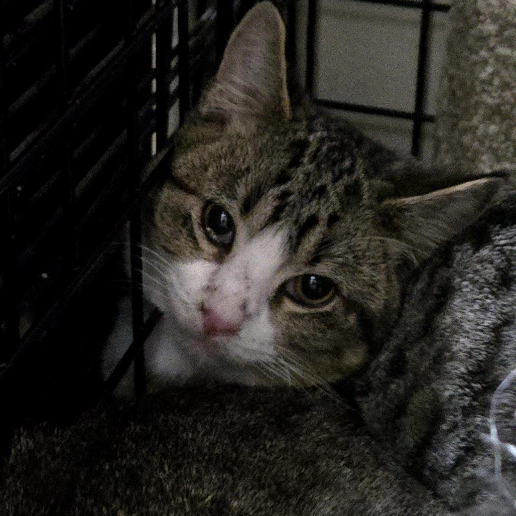 Enlarge Nico, a Adoptable Domestic Short Hair in Sioux Falls, SD image 2/2