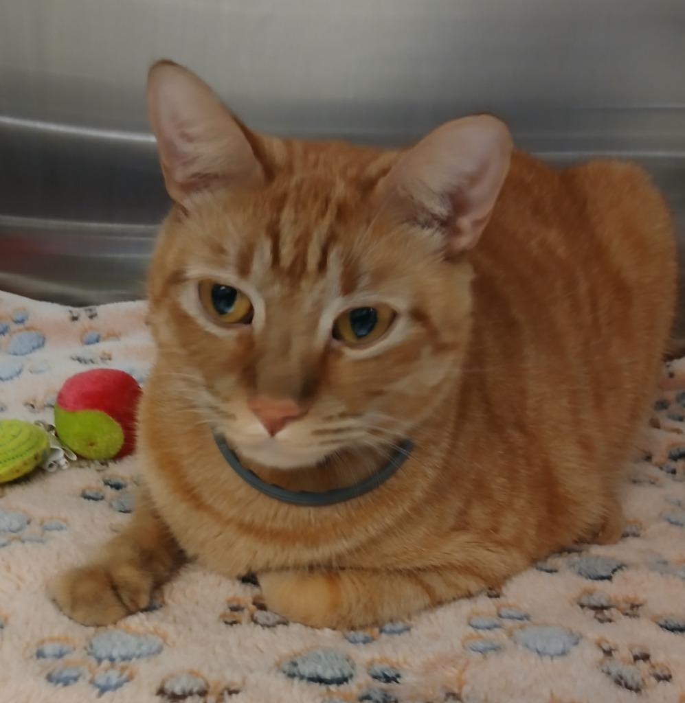 Butters, Adoptable, Adult Male Domestic Short Hair.