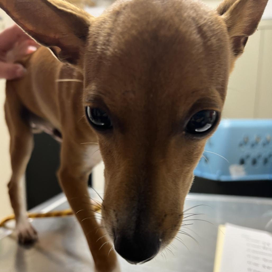 Sox, Adoptable, Young Male Terrier.