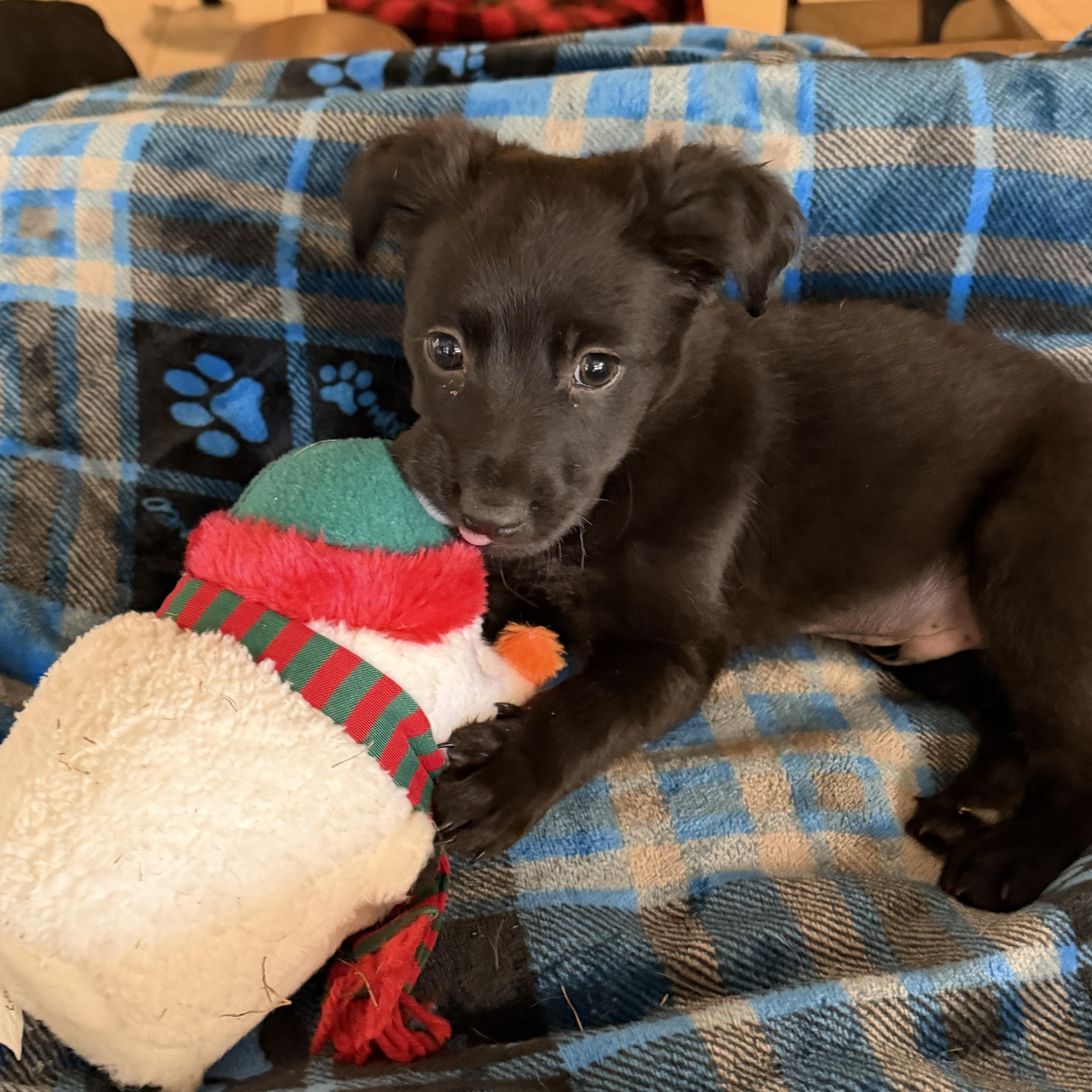 Jet, adoptable, Puppy Male Australian Shepherd & Black Labrador Retriever.