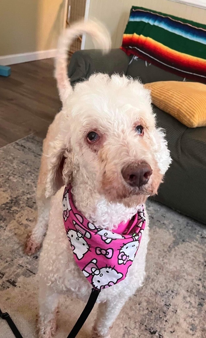 Marley , Adopted, Adult Female Standard Poodle.