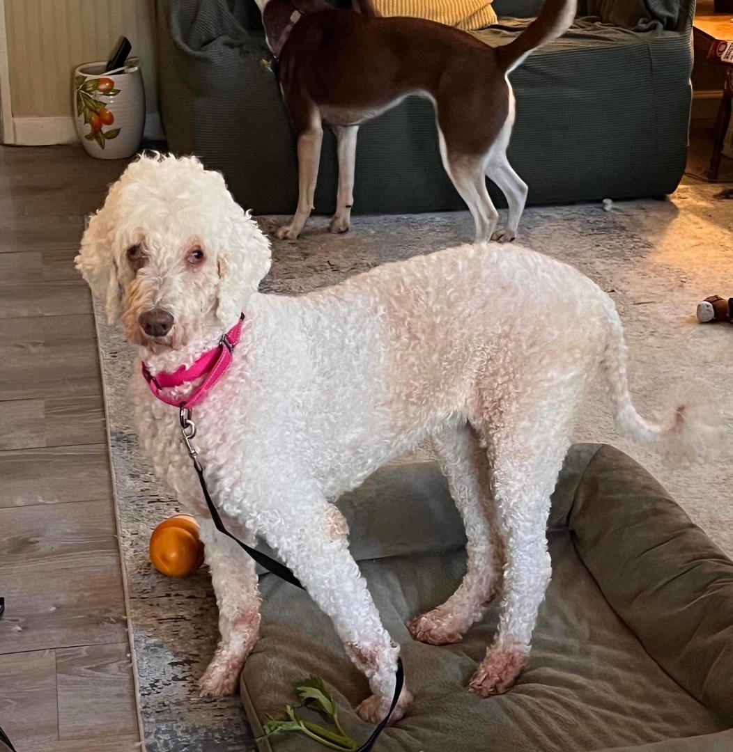 Enlarge Marley , a Adopted mixed breed in Yorktown, VA image 2/8