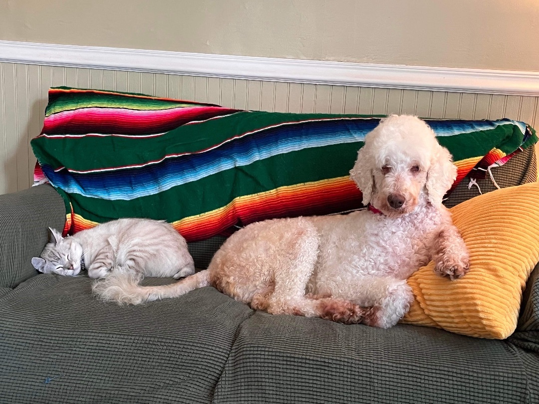 Enlarge Marley , a Adopted mixed breed in Yorktown, VA image 3/8