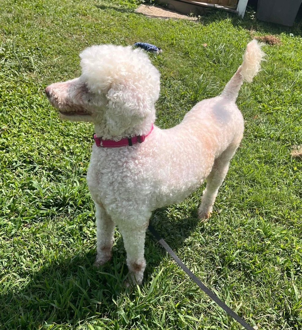 Enlarge Marley , a Adopted mixed breed in Yorktown, VA image 4/8
