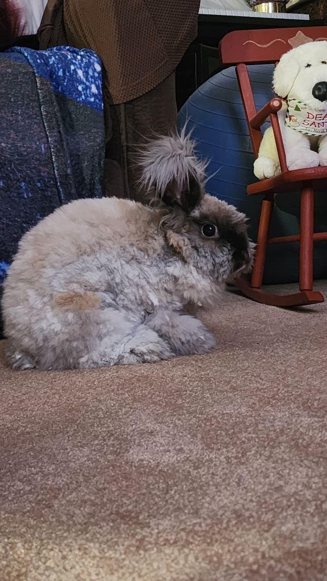 Albert, ADOPTABLE, Young Male Angora Rabbit.