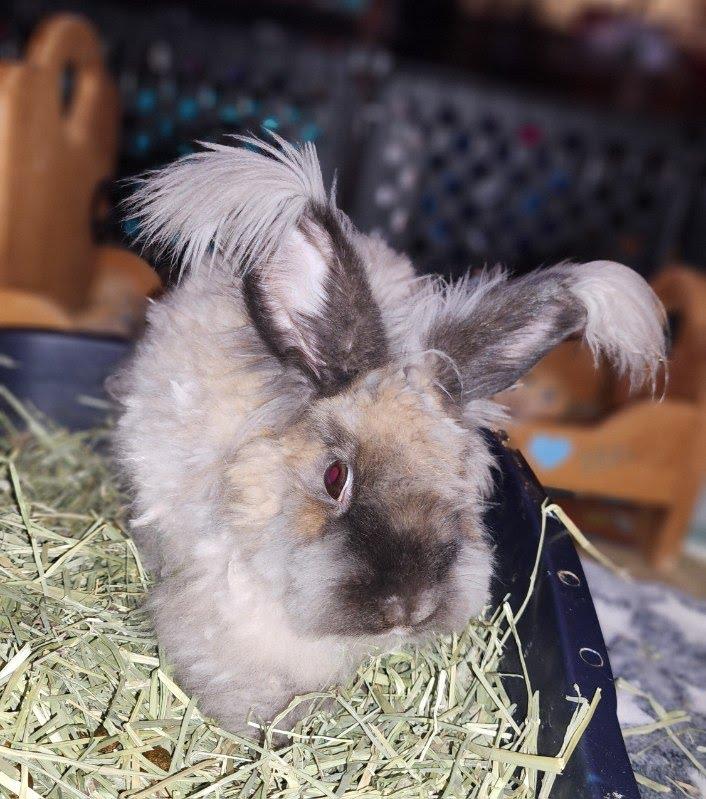 Albert, a ADOPTABLE Angora Rabbit in ALBANY, NY image 5/5