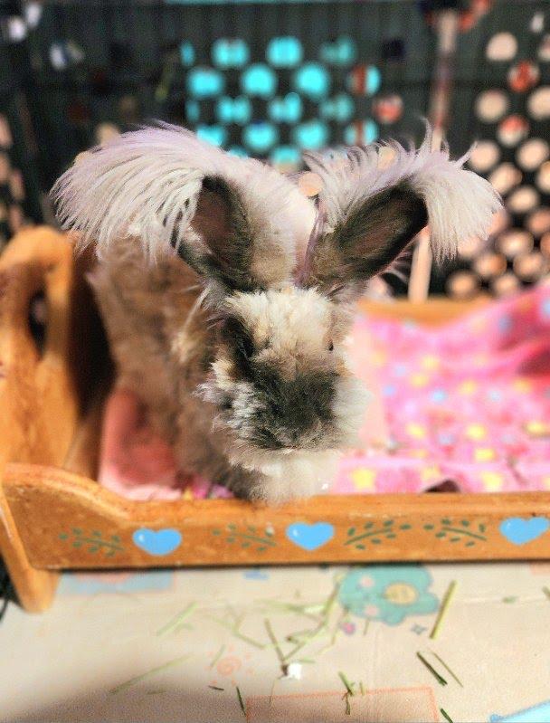 Albert, a ADOPTABLE Angora Rabbit in ALBANY, NY image 2/5