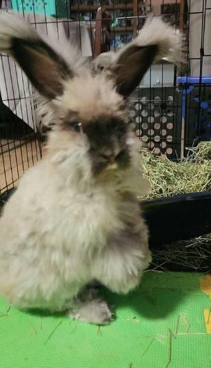Albert, a ADOPTABLE Angora Rabbit in ALBANY, NY image 3/5