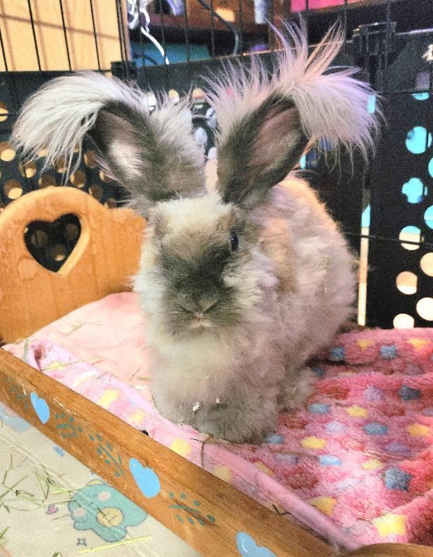 Albert, a ADOPTABLE Angora Rabbit in ALBANY, NY image 4/5