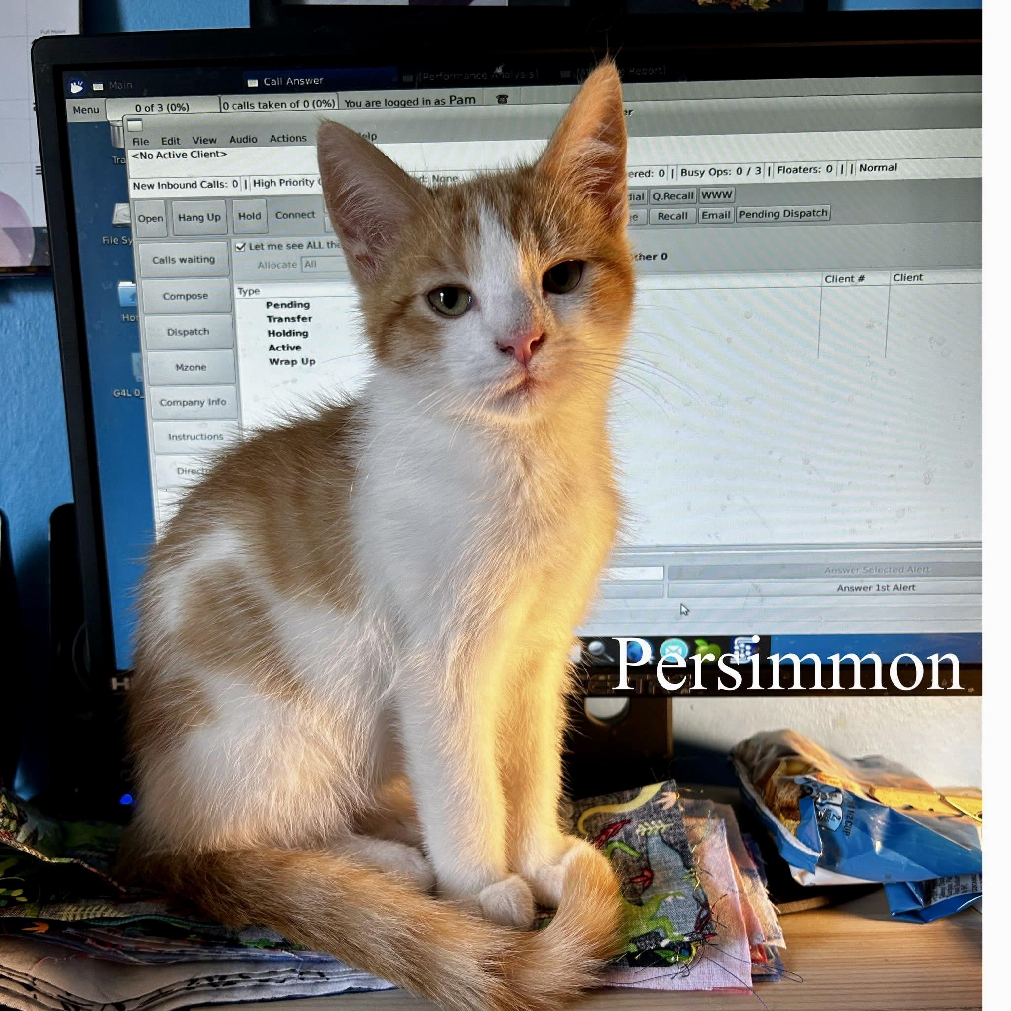 Persimmon, an adopted Domestic Short Hair in Jeffersonville, IN image 1/2
