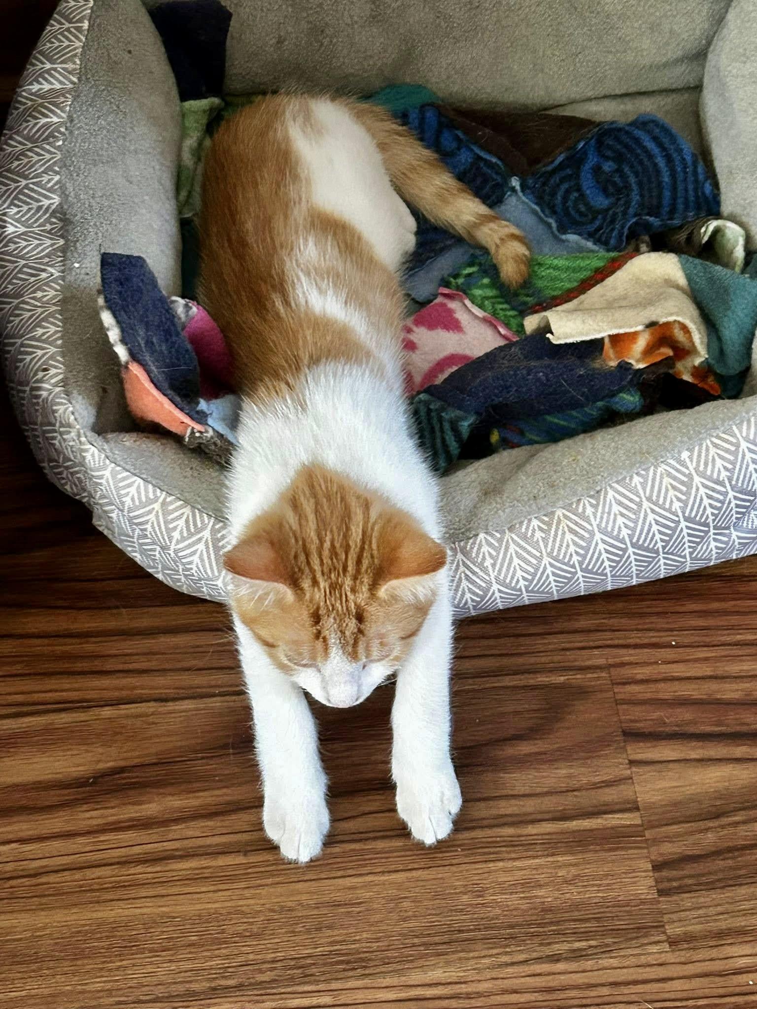 Persimmon, an adopted Domestic Short Hair in Jeffersonville, IN image 2/2