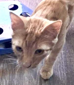 Peanut, a Adopted Domestic Short Hair in Kalama, WA image 1/3