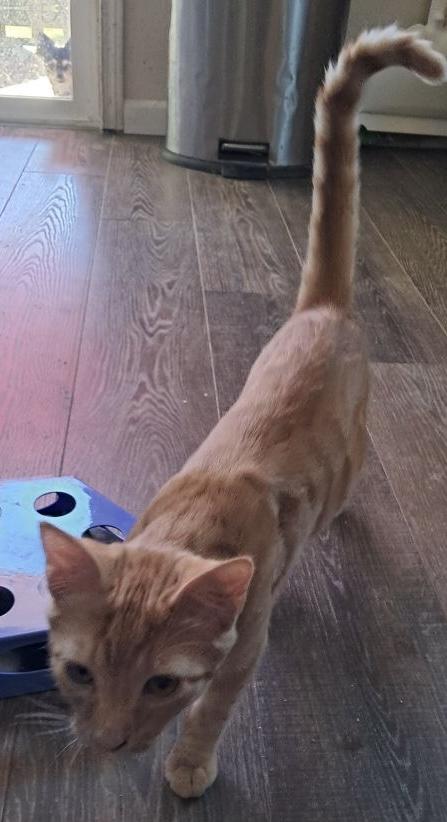 Peanut, a Adopted Domestic Short Hair in Kalama, WA image 3/3